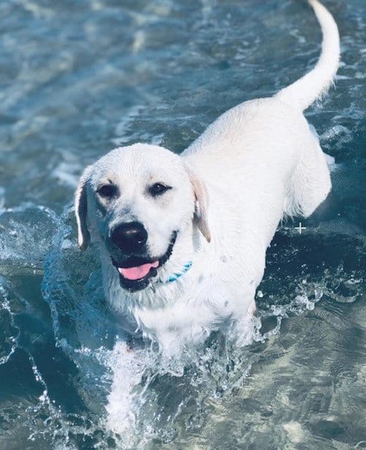 Malibu