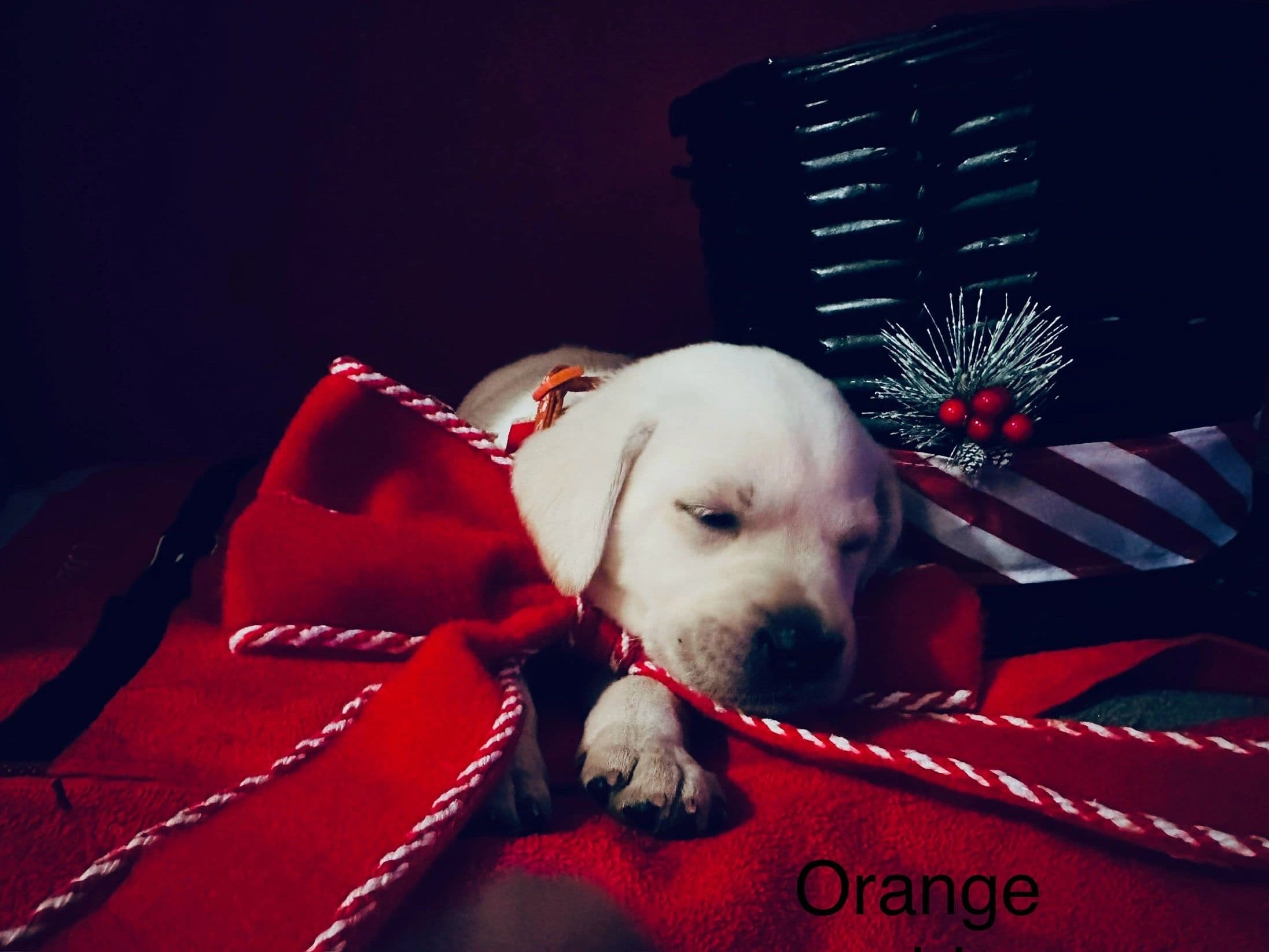 Mali × Drake puppy