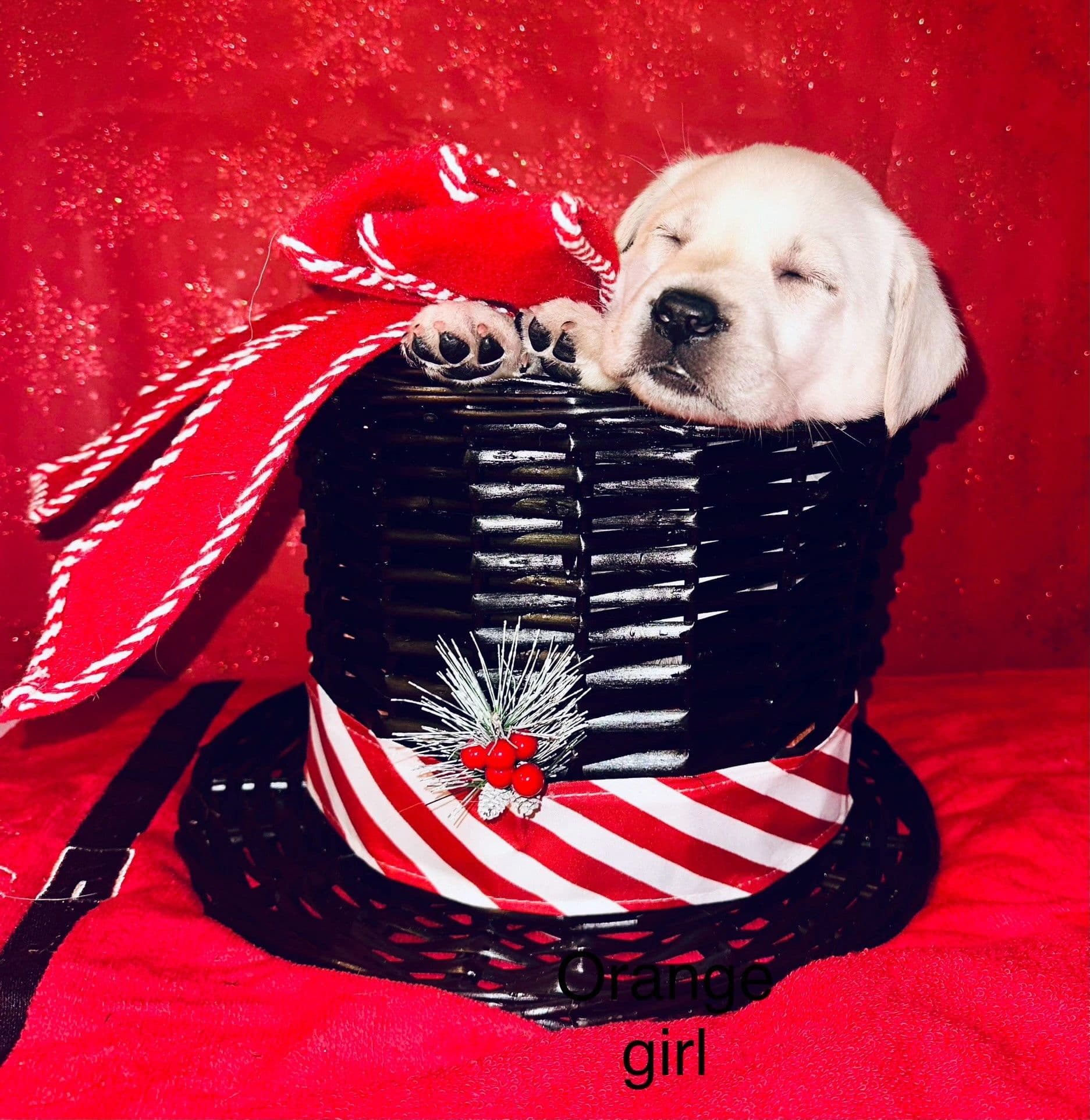 Mali × Drake puppy