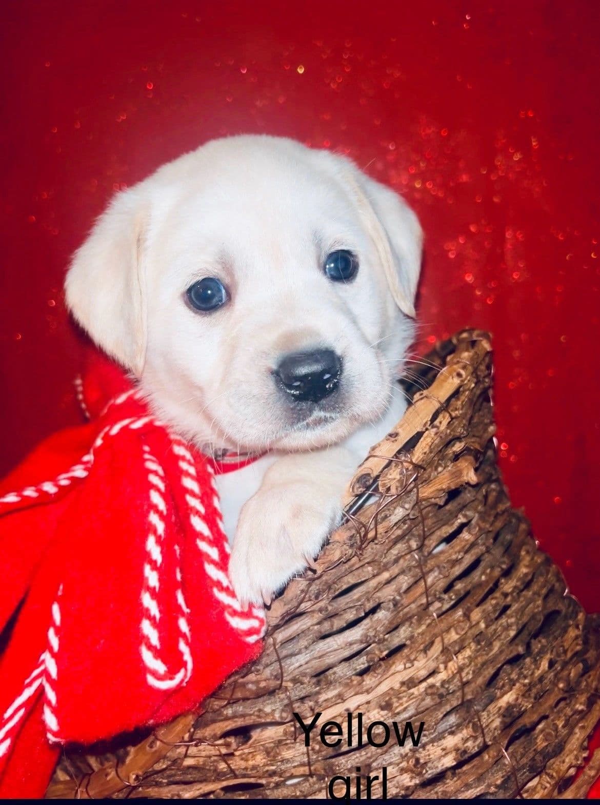 Mali × Drake puppy