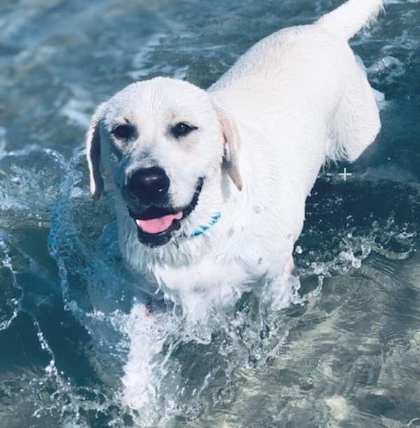 Mason's Inlet Retriever's